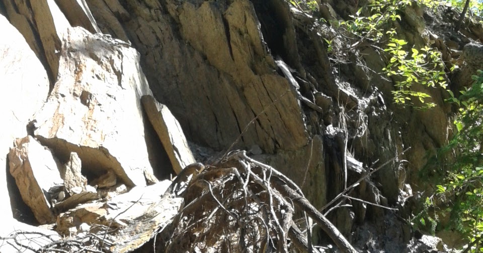 AP Bio Blog 2012 Modified Roots of a Plant